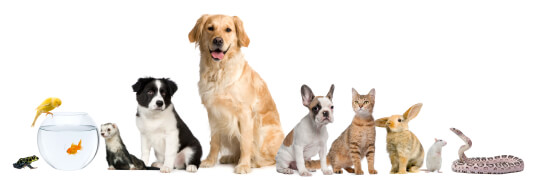 Royal Canin Veterinary Diet Anallergenic An25
